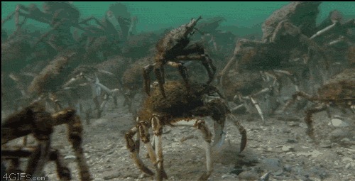Crabs_riding_crabs