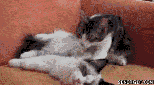 Funny-pictures-cat-gif-massage